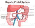 Hepatic portal system. Anatomy of human liver and blood vessels