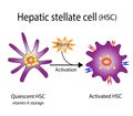 Hepatic stellate cell (HSC), liver fibrosis. vector illustration.