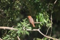 Hepatic Tanager Piranga flava 1