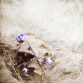 Hepatica blooms Royalty Free Stock Photo