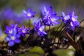 Hepatica early spring purple flowers growing in the forest. Royalty Free Stock Photo