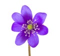 Hepatica flower Royalty Free Stock Photo