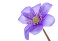 Hepatica flower Royalty Free Stock Photo