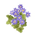 Hepatica flower, vintage botanical drawing. Liverwort, floral plant drawn in retro style. Blossomed liverleaf blooms