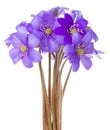 Hepatica flowers Royalty Free Stock Photo