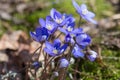 Hepatica flowers in early spring Royalty Free Stock Photo