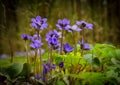 Hepatica flowers in the forest Royalty Free Stock Photo