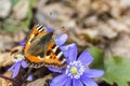 Hepatica flowers with a Small Tortoiseshell butterfly on Royalty Free Stock Photo