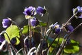 Hepatica on a gray background in approach.