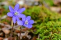 Hepatica Liverleaf Blue Macro Forest