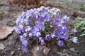 Hepatica, liverleaf or liverwort is a genus of herbaceous perennials in the buttercup family. Bisexual flowers with pink