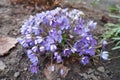 Hepatica, liverleaf or liverwort is a genus of herbaceous perennials in the buttercup family. Bisexual flowers with pink