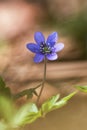 Hepatica nobelis in a arty style