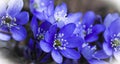 Hepatica nobili Royalty Free Stock Photo