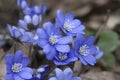 Hepatica nobilis Royalty Free Stock Photo