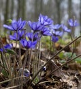 Hepatica nobilis