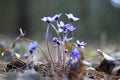 Hepatica nobilis