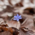 Hepatica nobilis Royalty Free Stock Photo