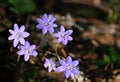 Hepatica nobilis Royalty Free Stock Photo