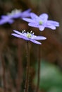 Hepatica nobilis Royalty Free Stock Photo