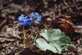 Hepatica nobilis Anemone hepatica blue flowers in spring forest Royalty Free Stock Photo