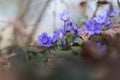 Hepatica nobilis - beautiful, tiny, blue, spring flowers growing under deciduous stomata in the forest