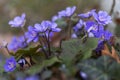 Hepatica nobilis - beautiful, tiny, blue, spring flowers growing under deciduous stomata in the forest