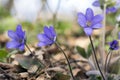 Hepatica nobilis in bloom, group of blue violet purple small flowers, early spring wildflowers Royalty Free Stock Photo