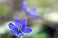 Hepatica nobilis in bloom, single blue violet purple small flowers, early spring wildflowers Royalty Free Stock Photo
