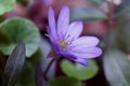 Hepatica nobilis. Blue liverwort. Royalty Free Stock Photo