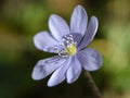 Hepatica nobilis - Common Hepatica, liverwort, kidneywort, pennywort, Anemone hepatica