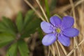Hepatica nobilis Royalty Free Stock Photo