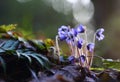 Hepatica nobilis - early spring beauties Royalty Free Stock Photo
