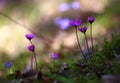 Hepatica nobilis - early spring beauties Royalty Free Stock Photo