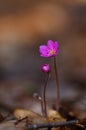 Hepatica nobilis - early spring beauties Royalty Free Stock Photo