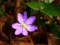 Hepatica nobilis - erba TrinitÃ  - fegatella Royalty Free Stock Photo