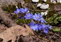 Hepatica Nobilis - the first flowers in the spring forest.