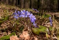 Hepatica Nobilis - the first flowers in the spring forest.