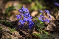 Hepatica nobilis, first spring blue flowers Royalty Free Stock Photo