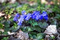Hepatica nobilis, first spring blue flowers in the forest in a sunny day Royalty Free Stock Photo