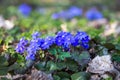 Hepatica nobilis, first spring blue petal flowers