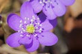 Hepatica Nobilis Flower Royalty Free Stock Photo