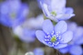 Hepatica nobilis flower closeup shot Royalty Free Stock Photo