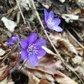 Hepatica nobilis flower Royalty Free Stock Photo