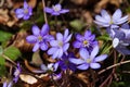Hepatica nobilis flower in spring Royalty Free Stock Photo
