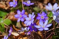 Hepatica nobilis flower in spring Royalty Free Stock Photo