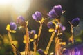 Hepatica Nobilis Flowers In the ?unlight Royalty Free Stock Photo