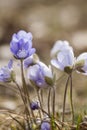 Hepatica nobilis Royalty Free Stock Photo
