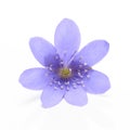 Hepatica nobilis on a white background. Royalty Free Stock Photo