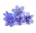 Hepatica nobilis